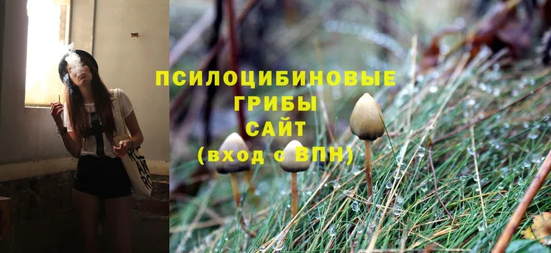 где купить наркоту  Лебедянь  Псилоцибиновые грибы Psilocybe 